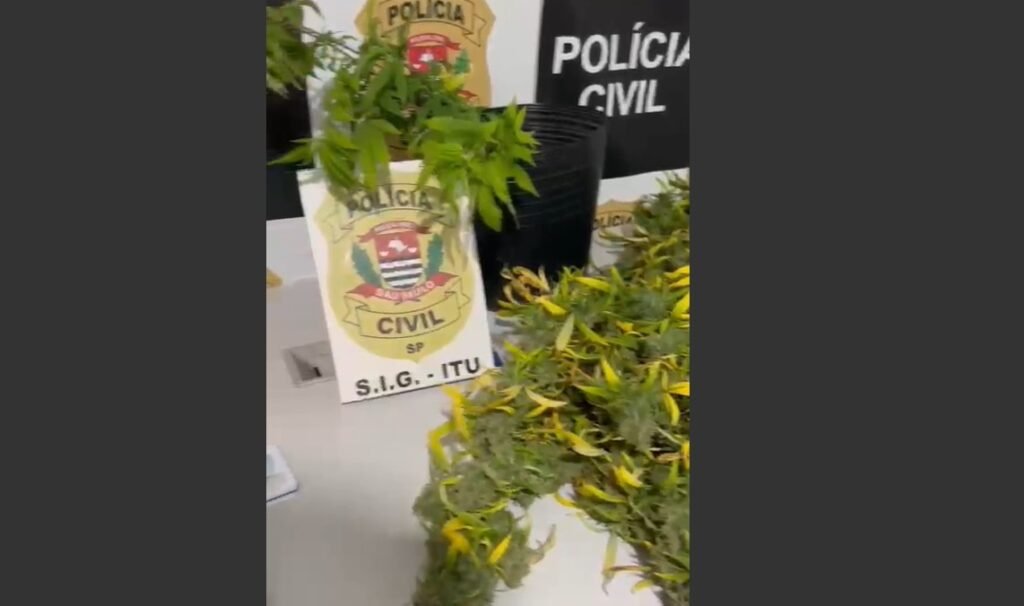 Homem é preso com plantação de maconha em casa