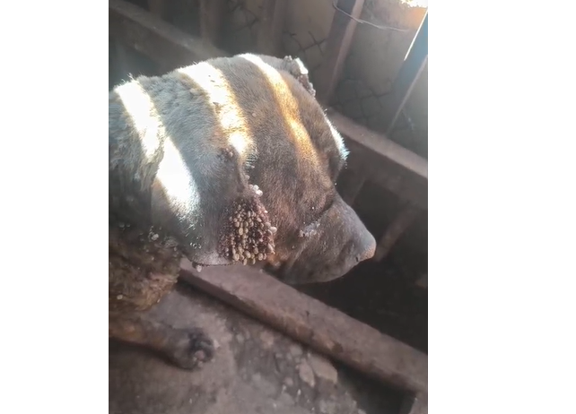 Homem é preso em flagrante por maus-tratos a cão em Itu