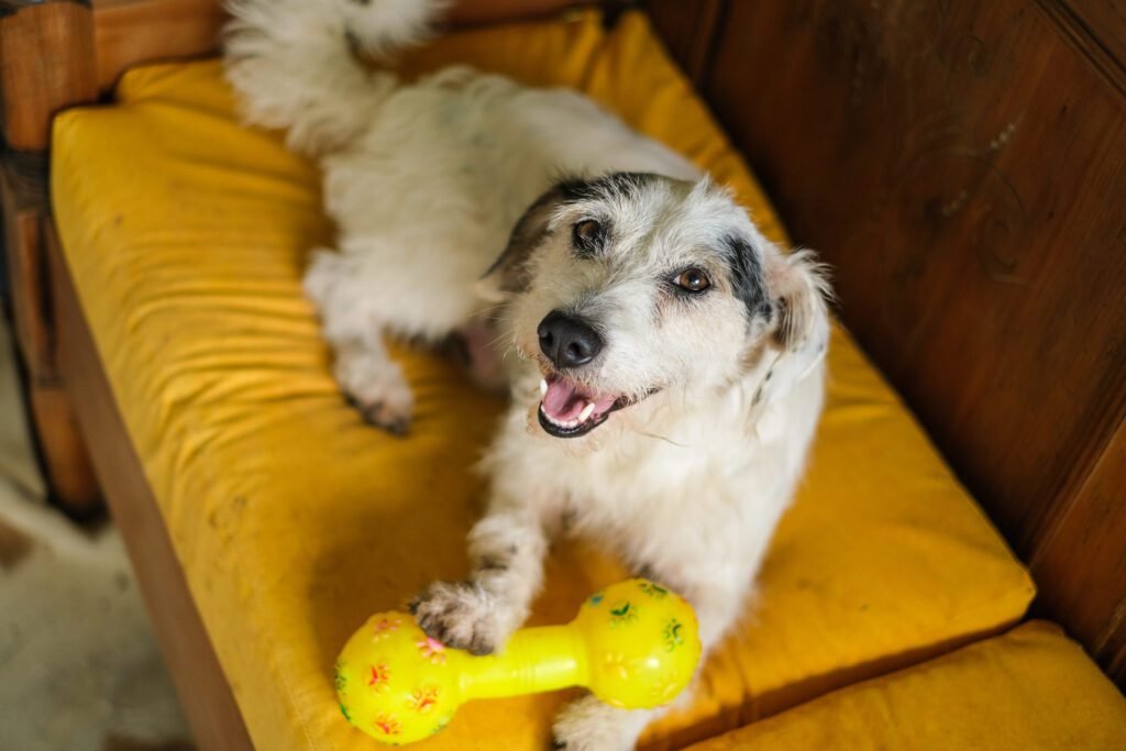 Pets podem participar do bloquinho de Carnaval?