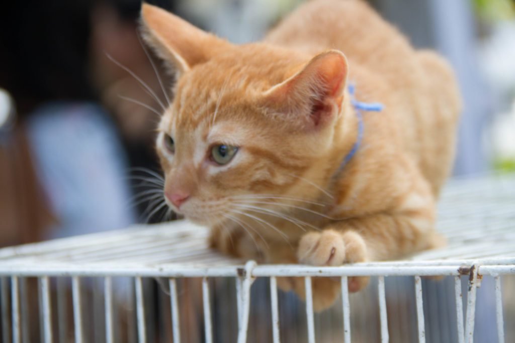 Feirinha de adoção de animais ocorre neste sábado