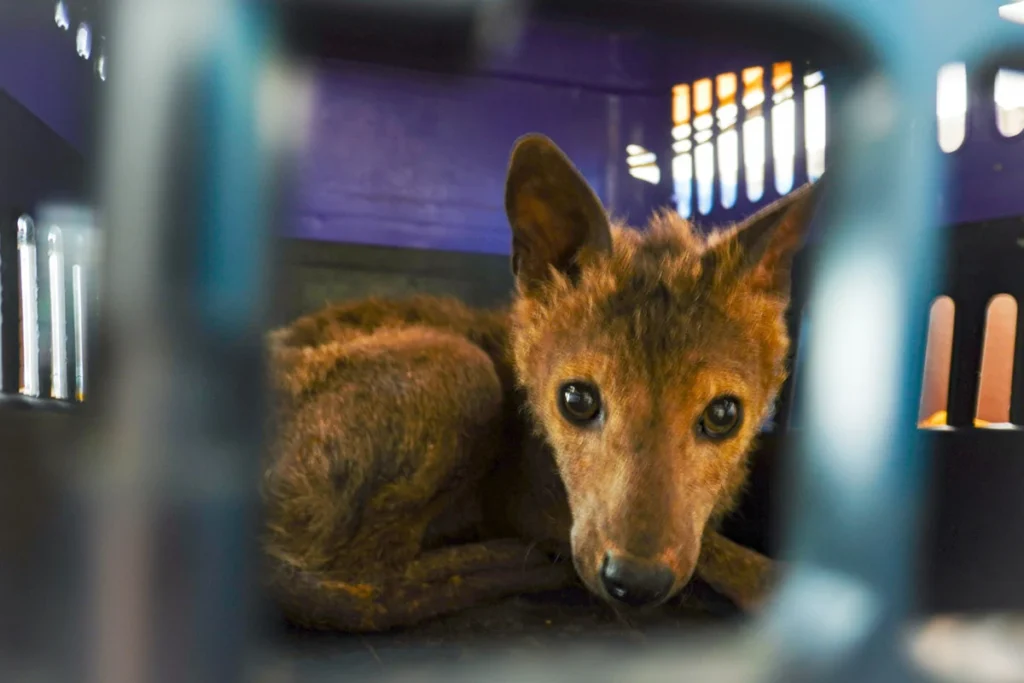 Força-tarefa de Itu intensifica combate aos maus-tratos