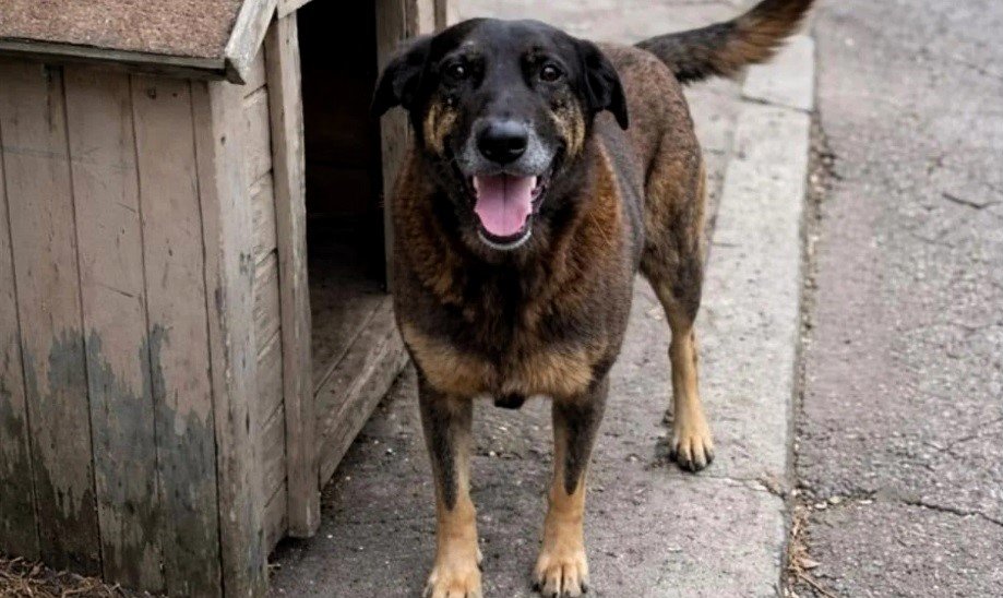Espaço Pet “Cão Orelha” será entregue após revitalização