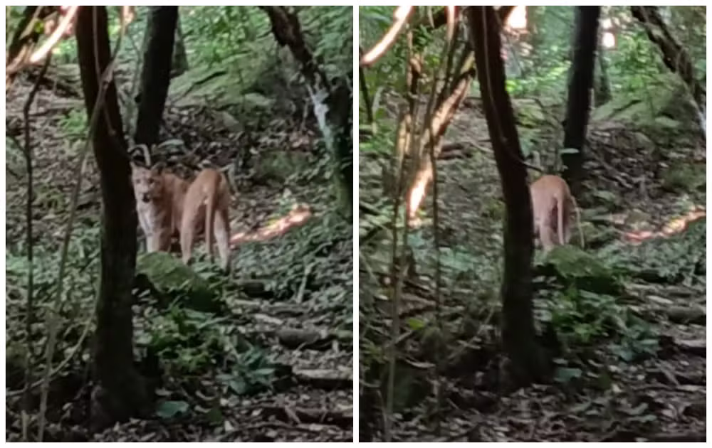 Onça-parda é flagrada por câmera em fazenda