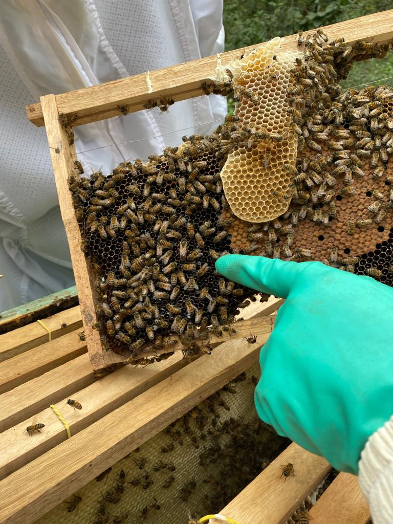 Sindicato Rural oferece dois cursos gratuitos de Apicultura em Itu