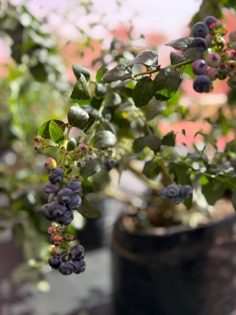 Novidade: Parque Maeda agora oferece colheita de mirtilos (blueberries)