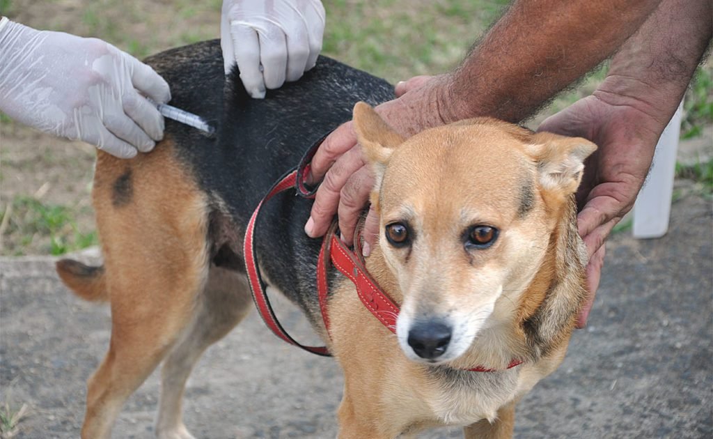Campanha contra a raiva está suspensa em todo Estado de São Paulo