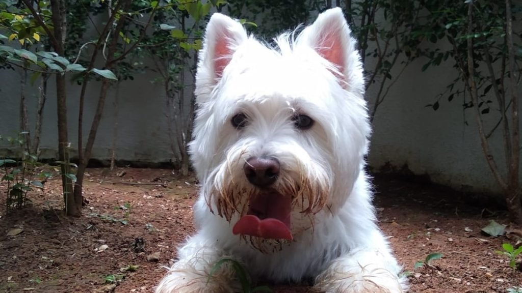 Entenda a importância de proteger seu cão contra as verminoses