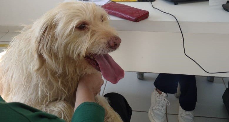 Vacina contra a raiva: quando é necessário aplicar no meu pet?