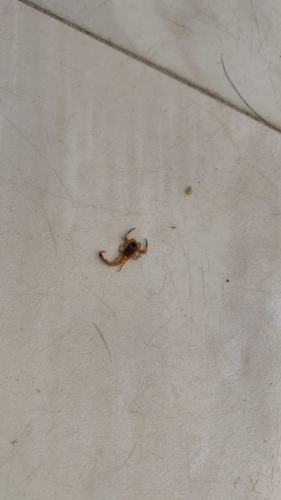 Moradores do Parque América reclamam sobre aparecimento de escorpiões