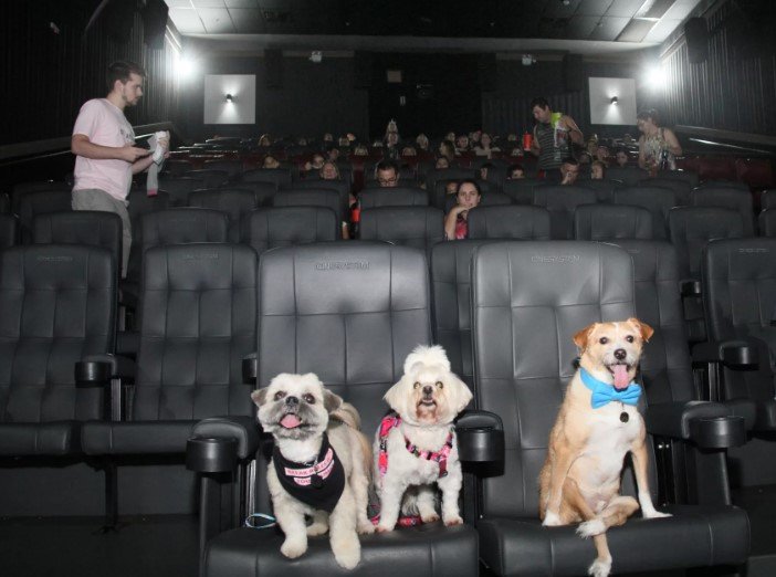 Já ouviu falar de  CinePets? Tem até competição de &#8216;Cãosplay&#8217;