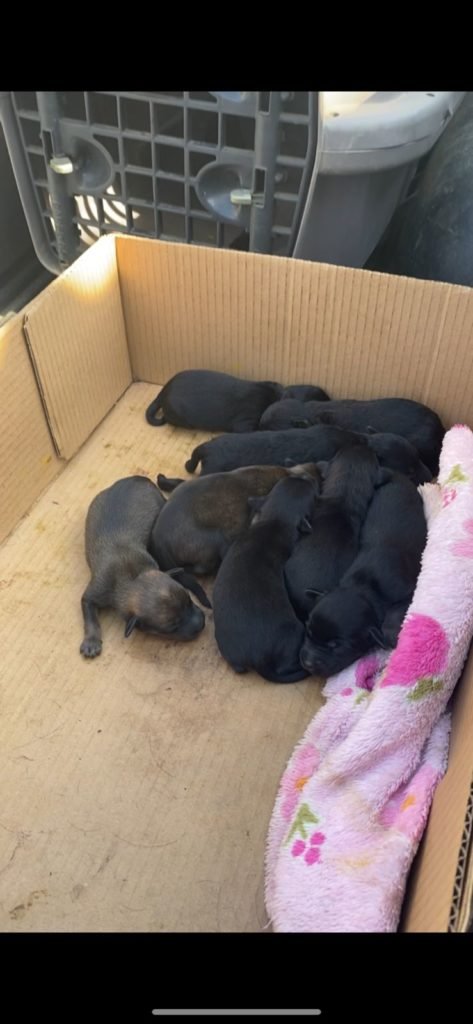 Ong resgata cães com sinais de maus tratos no Bairro Brasil