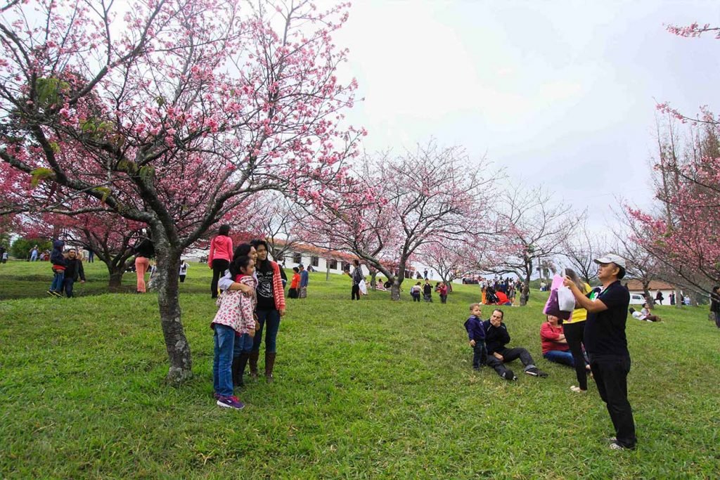 Festival das Cerejeira Bunkyos termina no próximo fim de semana