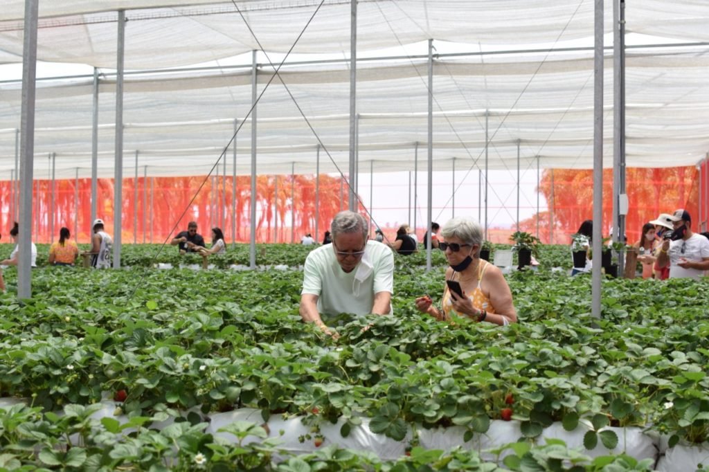 Parque Maeda reabre passeios à estufa de morangos