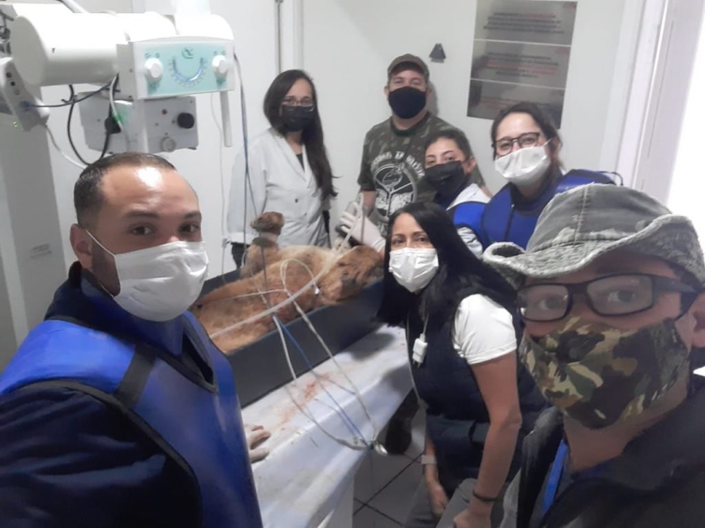 Onça resgatada pela Zoonoses de Salto está se recuperando