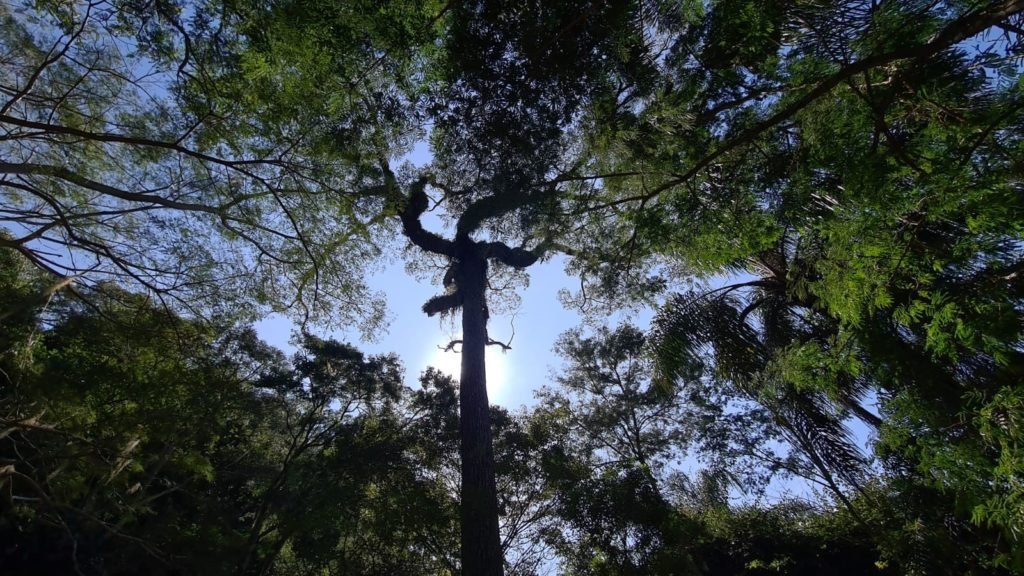 100 anos da Estrada Parque: riqueza de fauna e flora