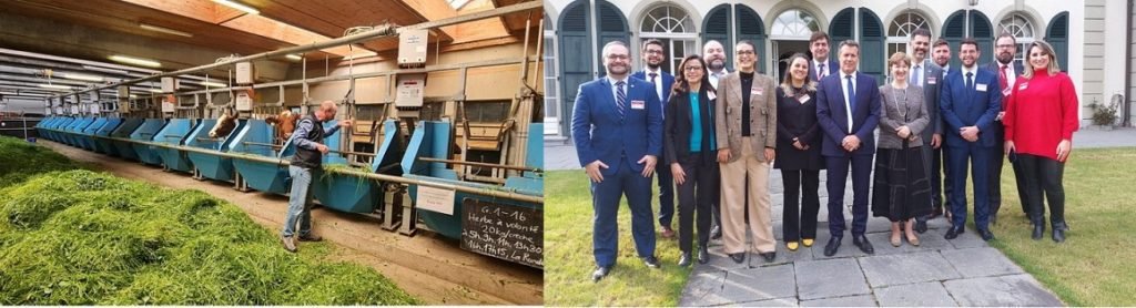 Brasiliana por Mauricio Picazo Galhardo