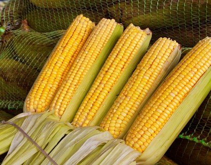 Dica de economia:  caqui rama forte e milho verde estão favoráveis para compra nesta semana