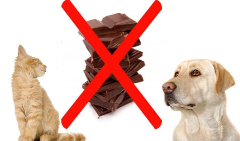 Páscoa 2022: Consumo de chocolate por animais pode levá-los à morte