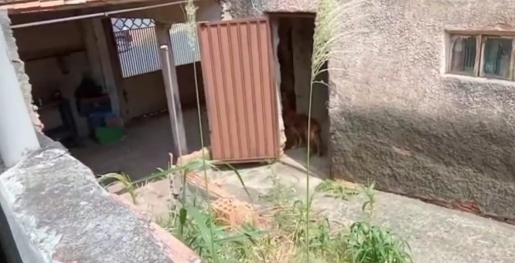 Família inteira morre e cachorro fica abandonado em casa