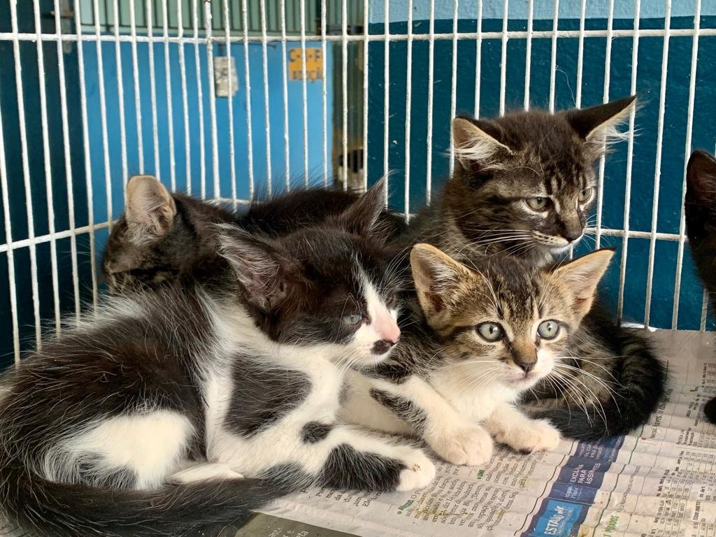 Campanha de Adoção de Animais acontece neste sábado