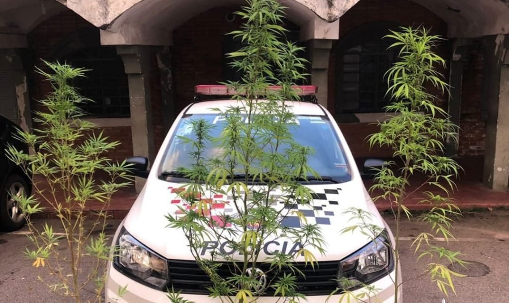 PM apreende pés de maconha em Itu