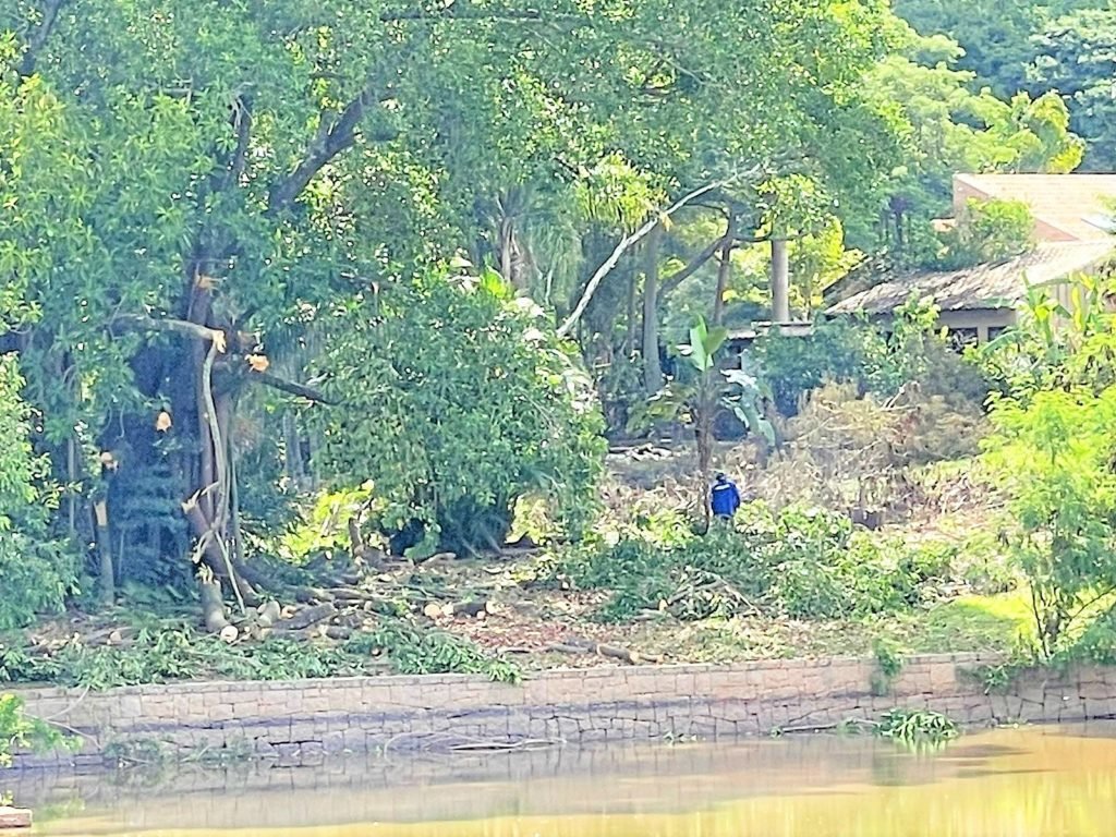 Secretaria do Meio Ambiente autoriza derrubada de mais de 20 árvores em condomínio