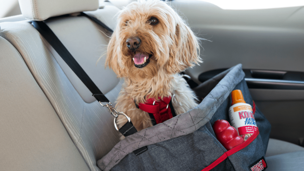 Vai levar o animal na viagem? Veja os cuidados necessários