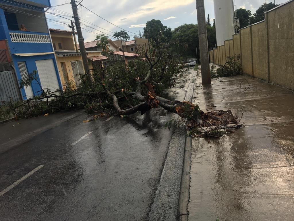 Chuva derruba árvores e causa estragos em diversos bairros; VÍDEO