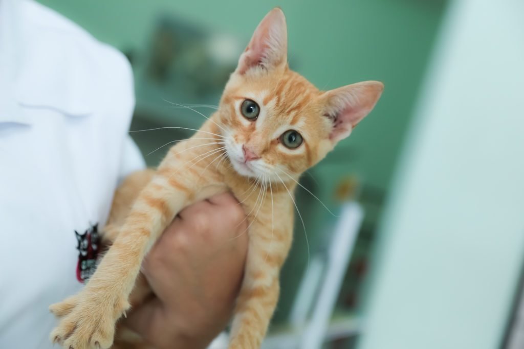 Abandono de gatos filhotes tende a aumentar no início do ano