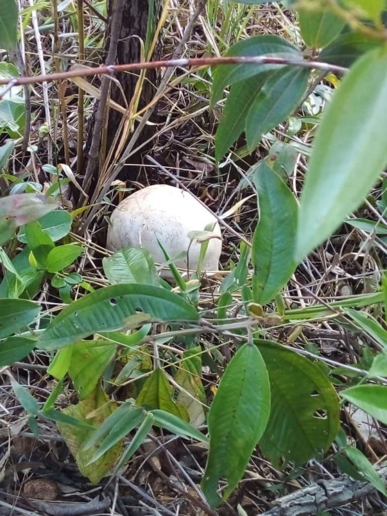 Crânio é encontrado por guardas na área rural de Itu