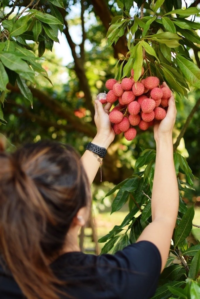Turismo rural: está aberta a temporada de passeios à plantação de lichia do Parque Maeda