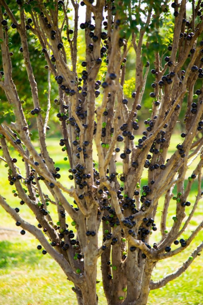 Parque Maeda reabre nesta sexta-feira com pomar de jabuticabas