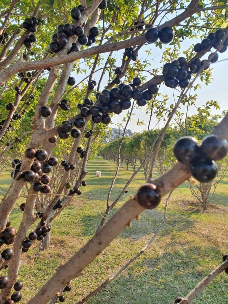 Parque Maeda retoma passeios à plantação de jabuticabas
