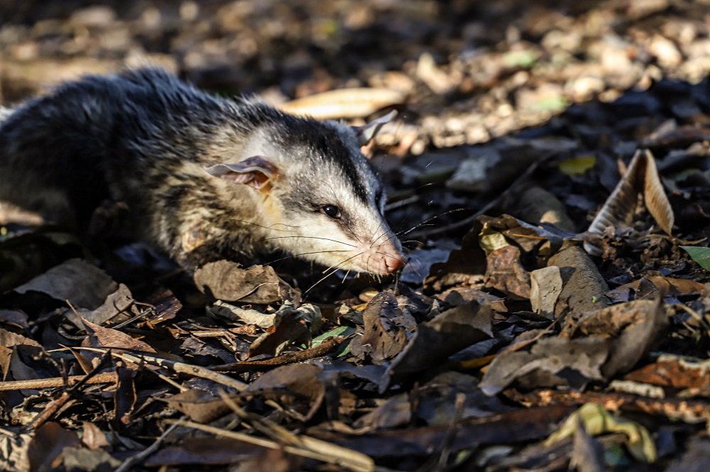 Prefeitura de Itu firma parceria para resgate de animais silvestres feridos