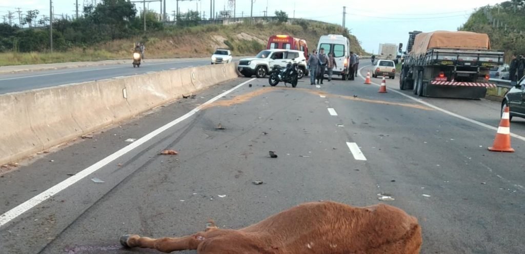 Acidente na SP-79 mata uma mula na pista
