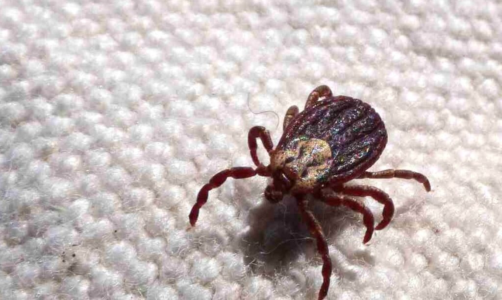 Itu confirma primeiro caso de febre maculosa em 2025