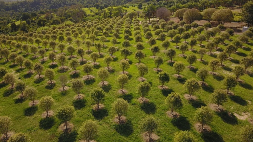 Parque Maeda aumenta em mais de 250% o número de pés de jabuticaba