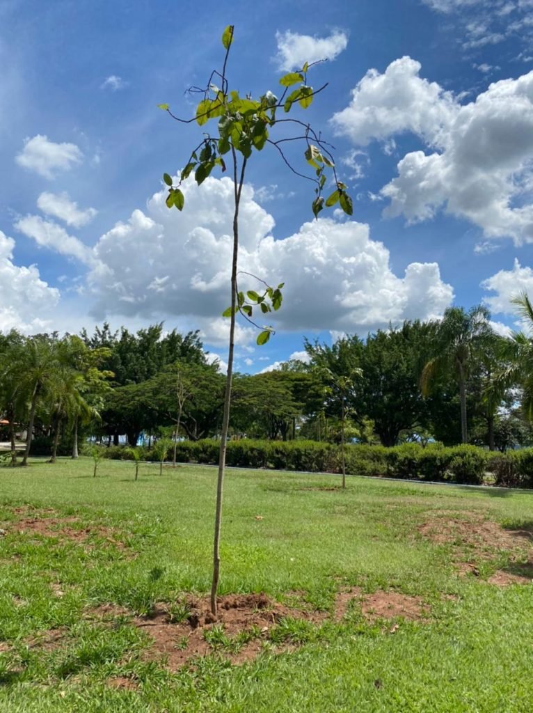 Parque Maeda realiza plantio de quase 1.800 árvores e plantas