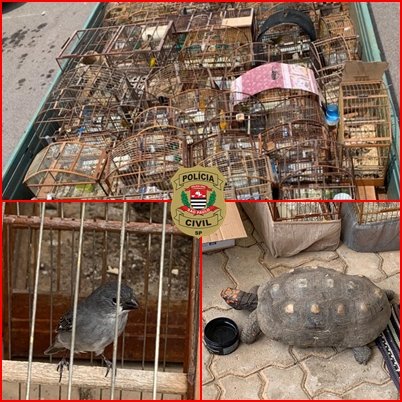 Polícia apreende 81 pássaros em Salto