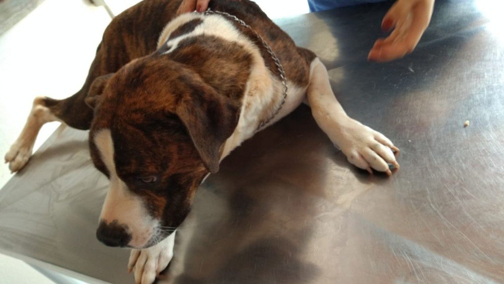 Rapaz é preso em flagrante por maus-tratos animais