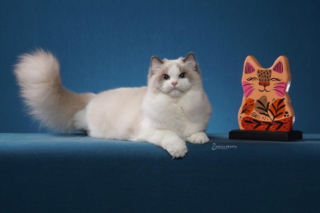 Expo Gatos Sorocaba terá 160 felinos raros e exóticos