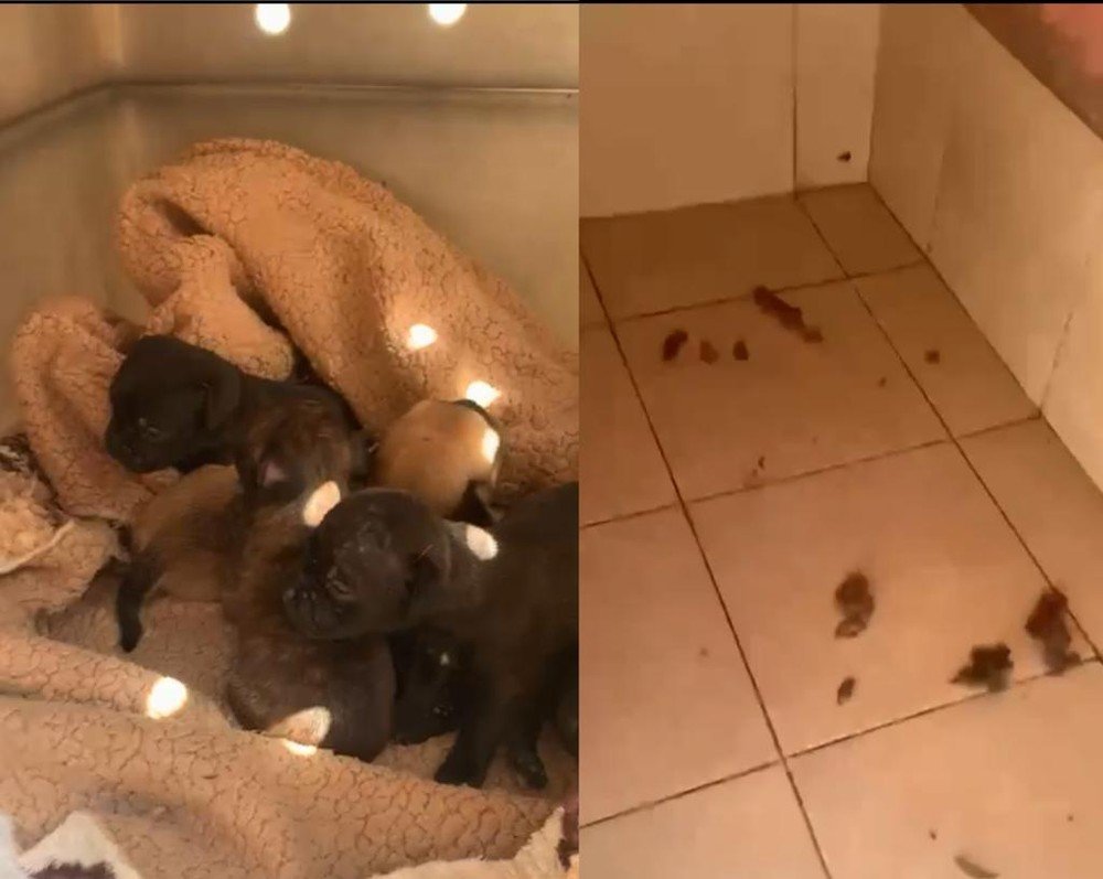 Polícia encontra canil clandestino e prende duas pessoas