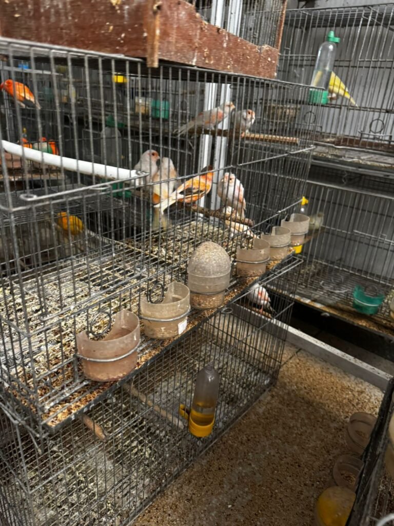 Polícia Civil apreende 259 aves exóticas, aplica multa de 780 mil e prende responsável