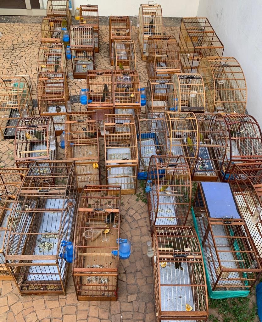 Polícia Civil apreende passarinhos em duas residências em Itu