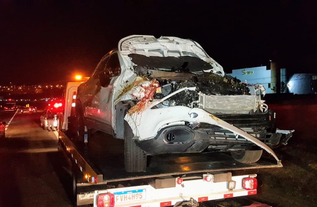 Gado solto na SP-75 provoca acidente grave