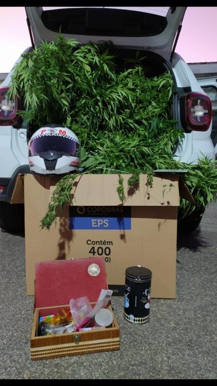 PM encontra pés de maconha em Salto