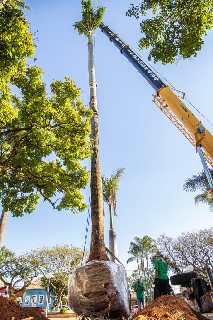 Praça do Carmo recebe doação de palmeira imperial em sua alameda