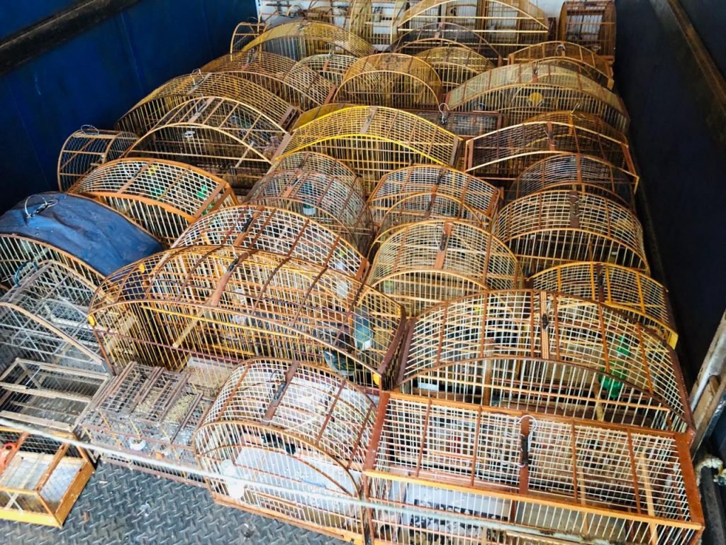 Denúncia anônima leva a apreensão de 33 pássaros