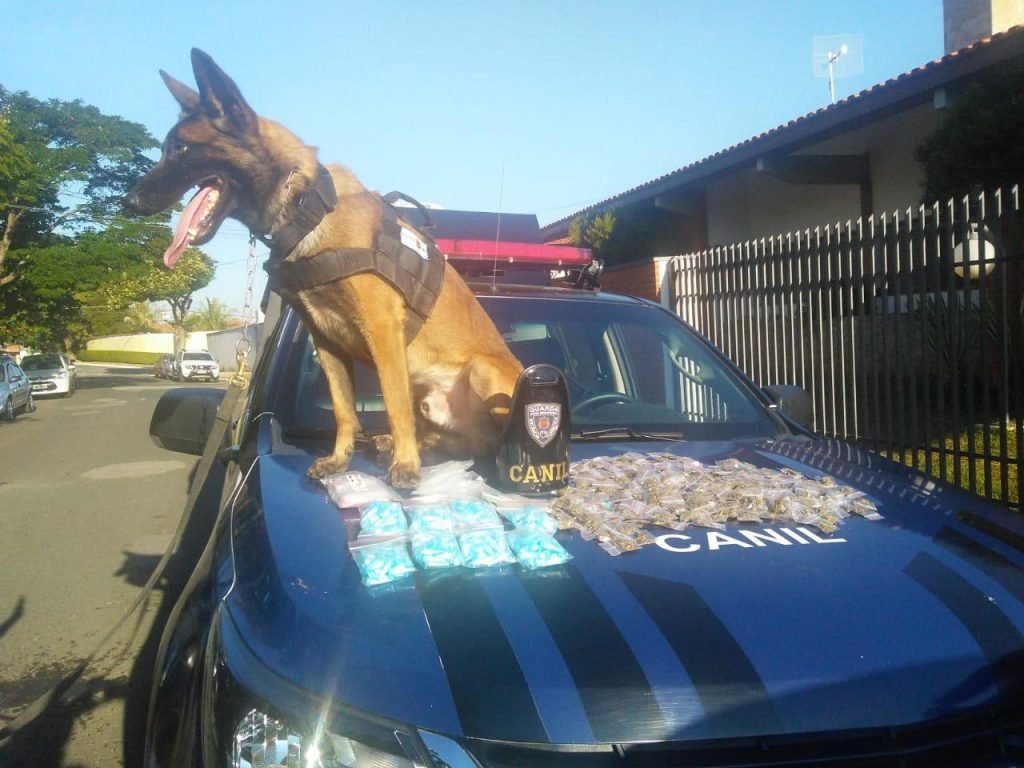 Cão da GCM encontra grande quantia de drogas