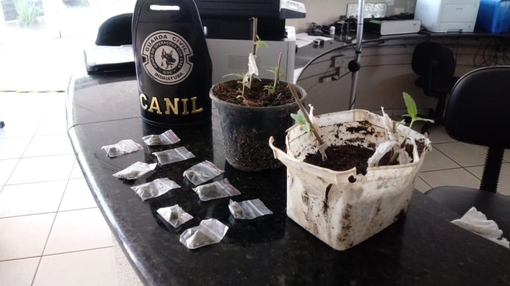 Guarda Civil apreende 85 porções de drogas e seis pés de maconha